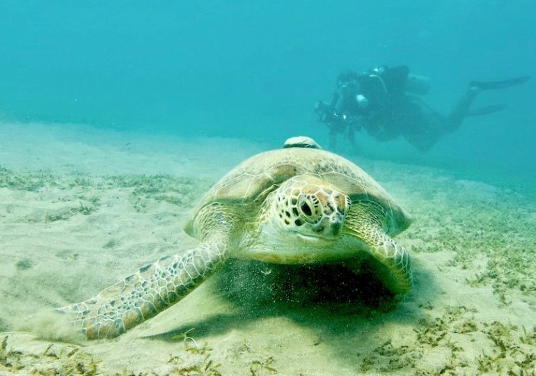 Черепаха и дайвер