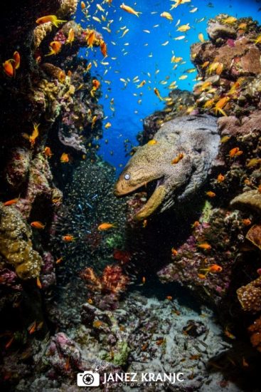 Мурена в кораллах