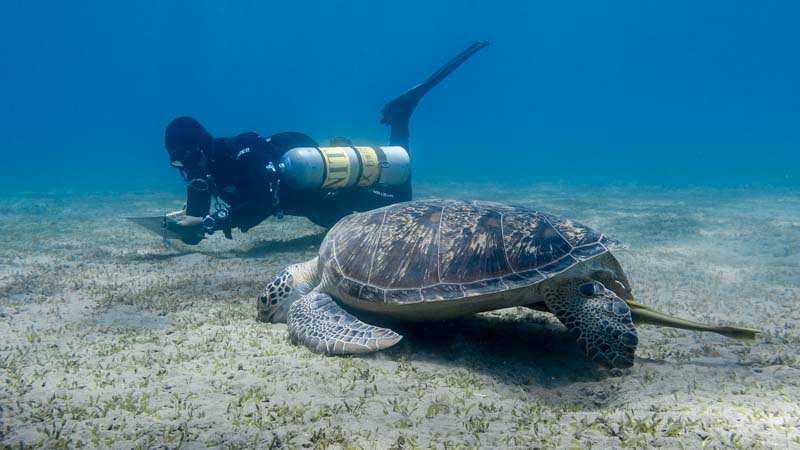 Черепаха и дайвер