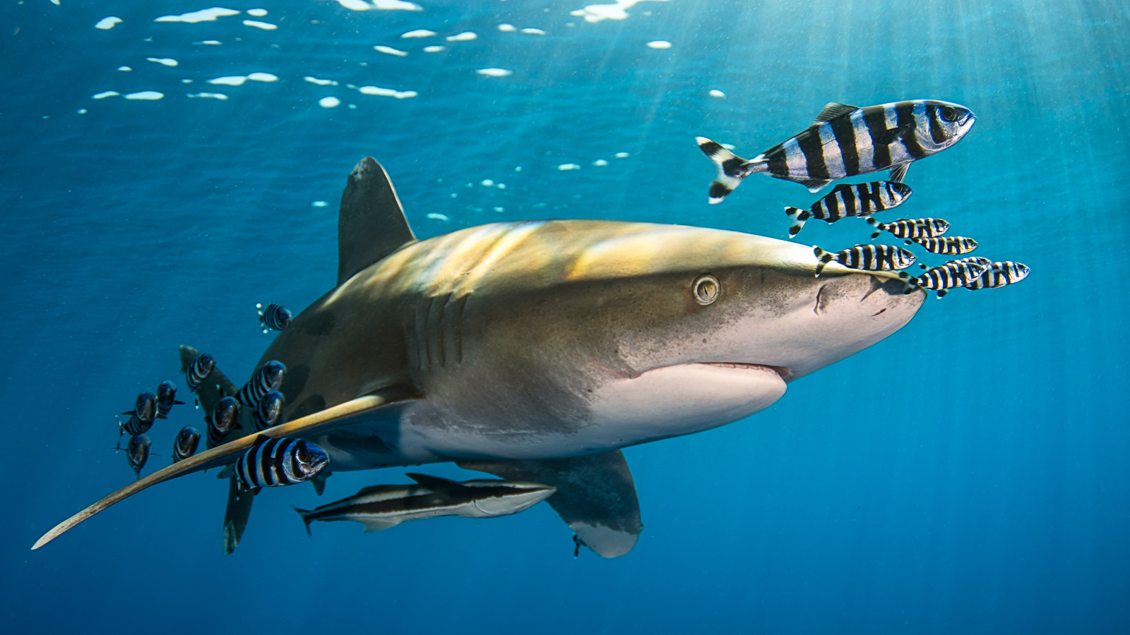 Акула с рыбами